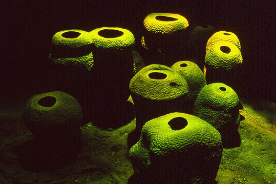 Like Ancient Pots spilled from a drowning ship, tube sponges bulge eerily …, 1993, detail (recreation of tube sponges lit with kinetic water light, mixed media)