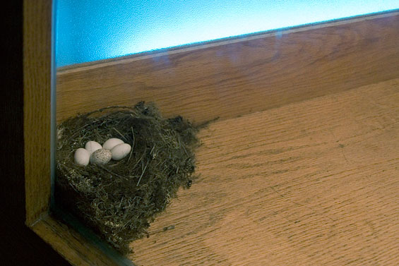 Vagabond Vitrine, 2010, Phoebe eggs and nest with lone Cowbrid egg